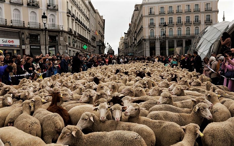 تعداد زیادی گوسفند در خیابا‌ن‌های مادرید