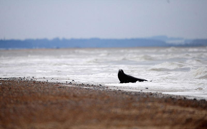 به ساحل آمدن یک فوک خاکستری در ساحلی در انگلستان؛ منبع: Getty، عکاس: Jamie McDonald