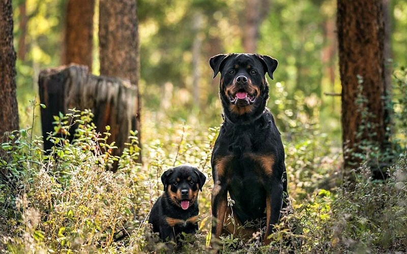سگ و توله‌اش در محیط جنگلی