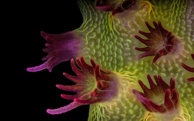 تصویر میکروسکوپی از نوعی مرجان