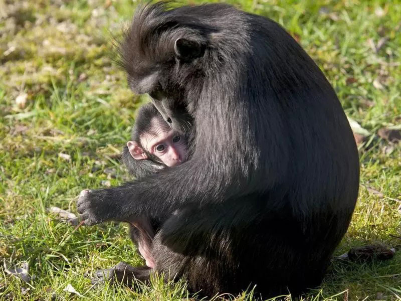 شامپانزه و بچه‌اش