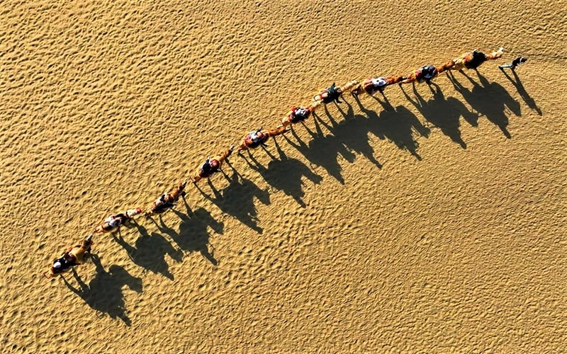 عکس هوایی از تعداد زیادی شتر در صحرا
