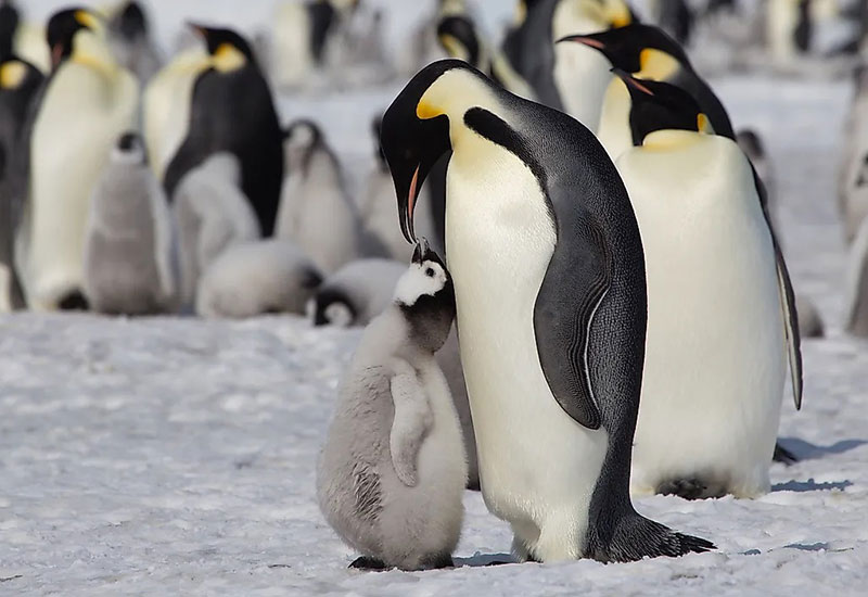 بچه پنگوئن با مادرش