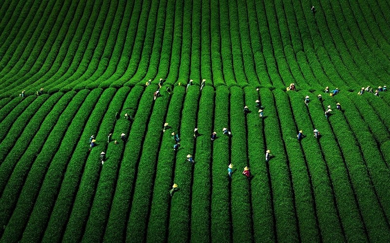 عکس هوایی از زمین های کشاورزی در ویتنام