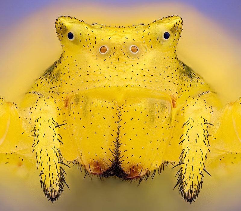 عکس ماکرو از عنکبوت زردرنگ