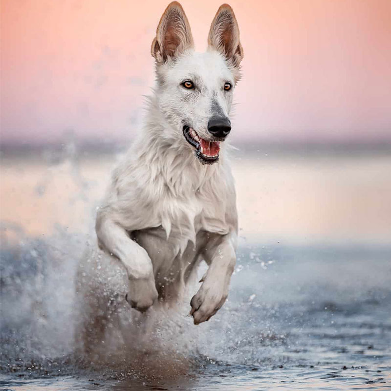 سگ سفیدی در حال دویدن در رودخانه