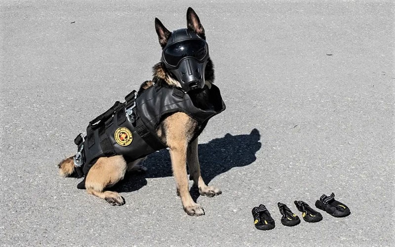 سگ پلیس
