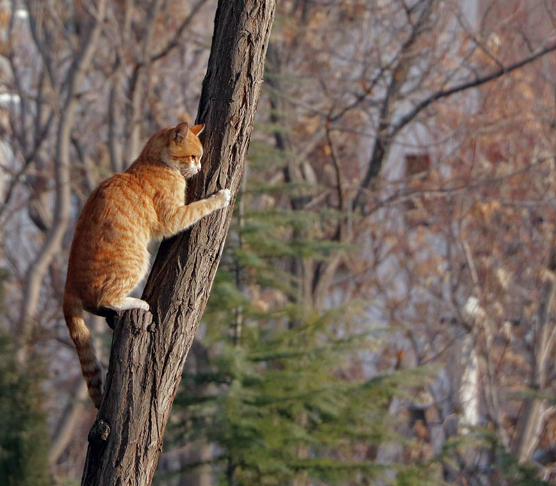 گربه روی درخت در فصل پاییز ایران