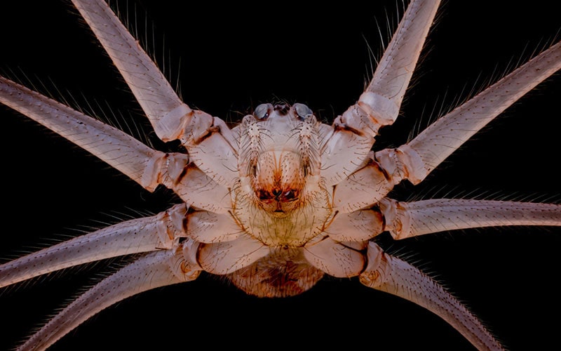 عکس ماکرو از بدن عنکبوت