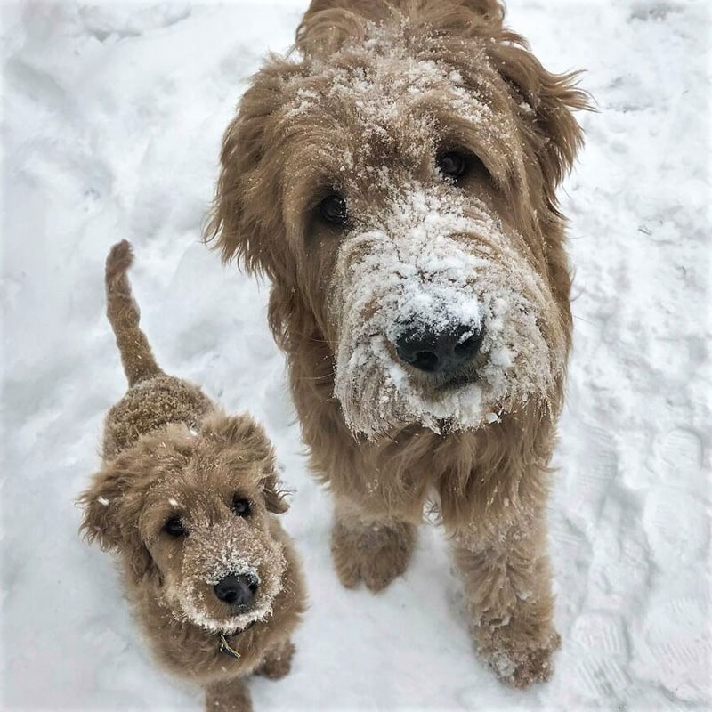 سگ و توله در برف