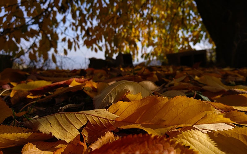 برگ‌های زرد پاییزی در جنگل‌های ایران