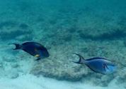 ماهی‌های جزیره سیری؛ منبع عکس: گوگل مپ؛ عکاس: بهنام بخشی