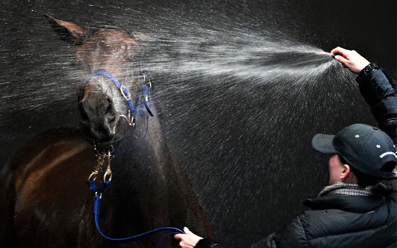 خنک‌کردن اسب با آب