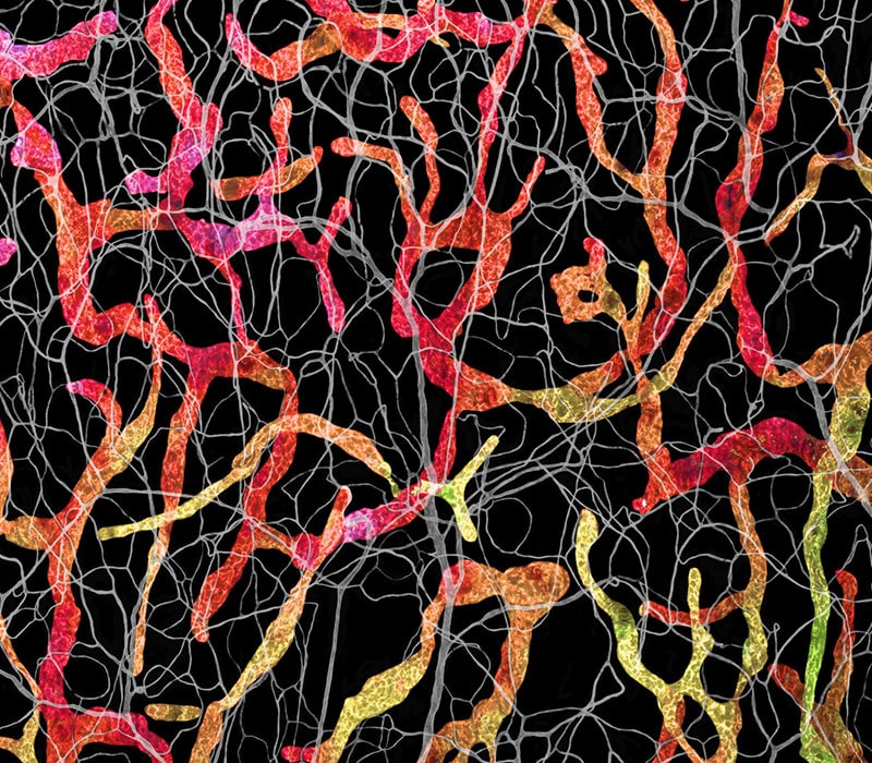 تصویر میکروسکوپی از عروق خونی روی پوست موش