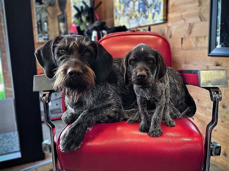 سگ و توله‌اش روی صندلی قرمز
