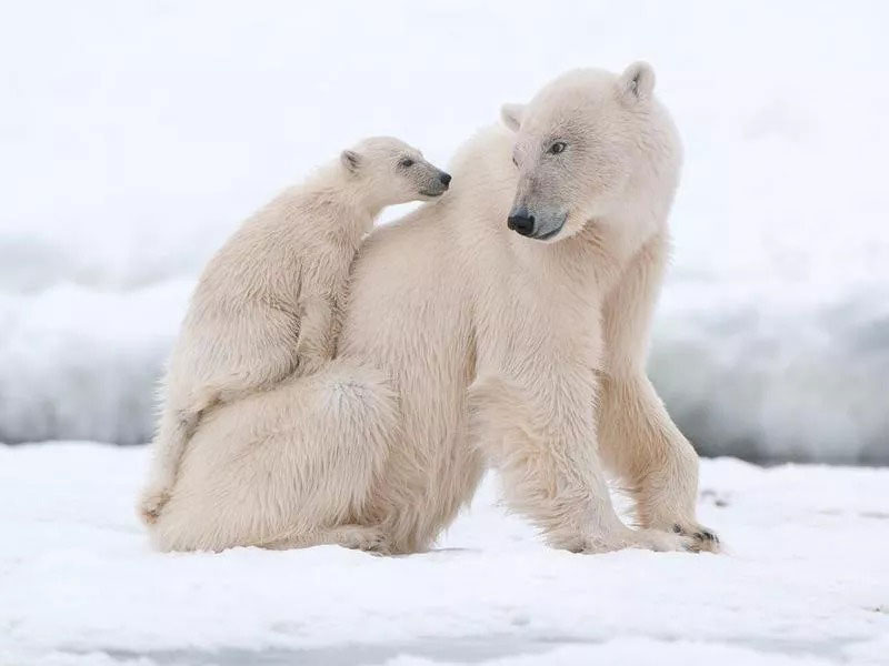 خرس قطبی و توله‌اش