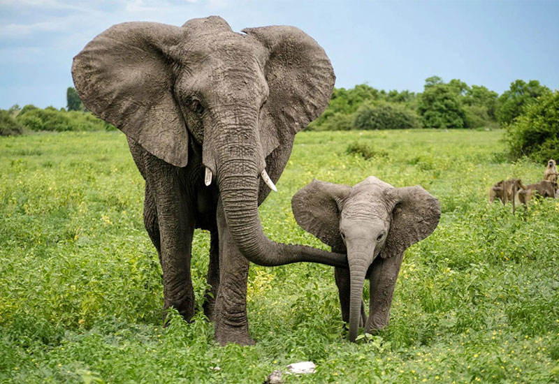 فیل همراه با بچه‌اش