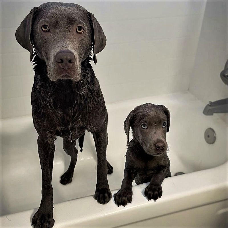 سگ و توله‌اش در وان حمام
