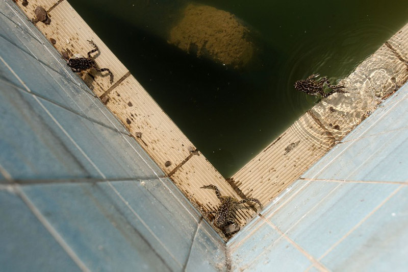 قورباغه‌ها در یک استخر تمرینی متروکه در آتن یونان؛ منبع: AP، عکاس: Thanassis Stavrakis