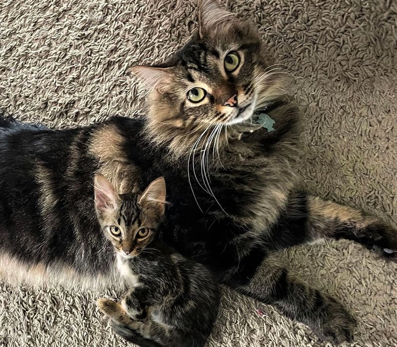 گربه همراه با مادرش