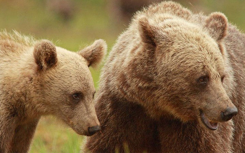 توله خرس در کنار مادرش