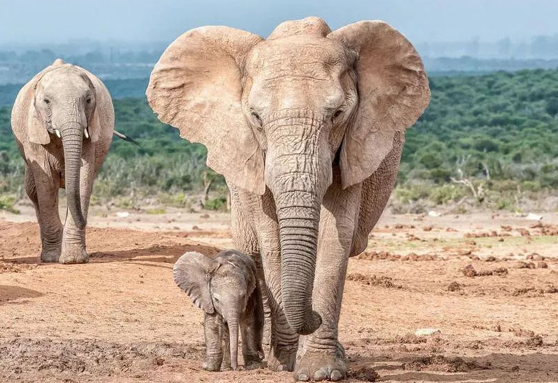 بچه فیل با مادرش