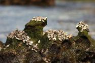 صخره‌های مرجانی جزیره سیری؛ گوگل مپ؛ عکاس: صفا دانشور