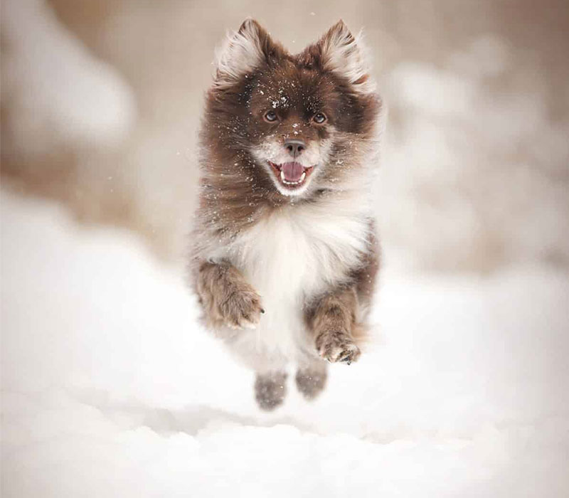 سگی در حال دویدن در برف
