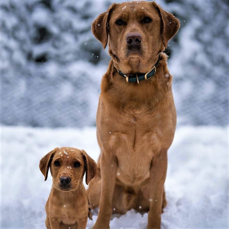 سگ و توله اش در هوای برفی