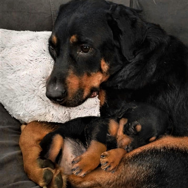 توله سگ خوابیده در آغوش مادر