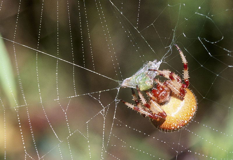 عنکبوت زردرنگ روی تارهایش