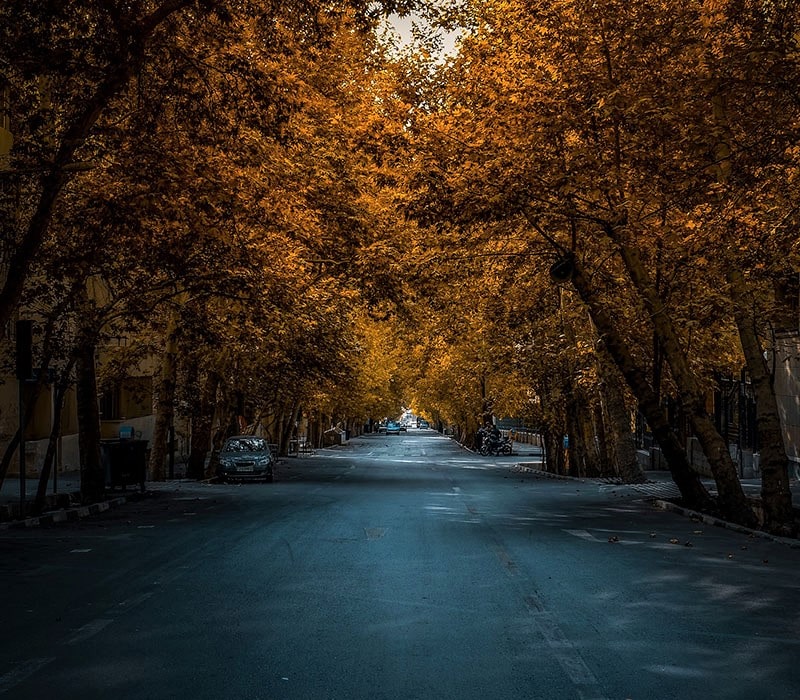 درختان پاییزی در خیابانی در تهران