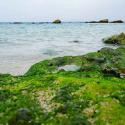 ساحل سبز رنگ در جزیره سیری؛ منبع عکس: گوگل مپ؛ عکاس: امیر قیاسی