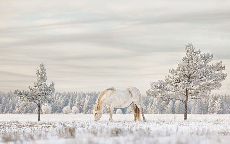 اسبی سفید در منطقه ای برفی