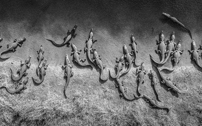 عکس هوایی از تعداد زیادی تمساح