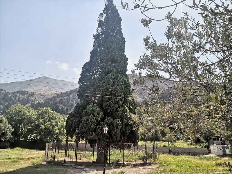 درخت سه هزار ساله هرزویل؛ منبع عکس: گوگل مپ؛ عکاس: Mohamamd Mohammadi