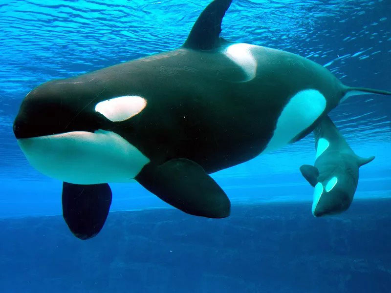 نهنگ قاتل در کنار بچه‌اش