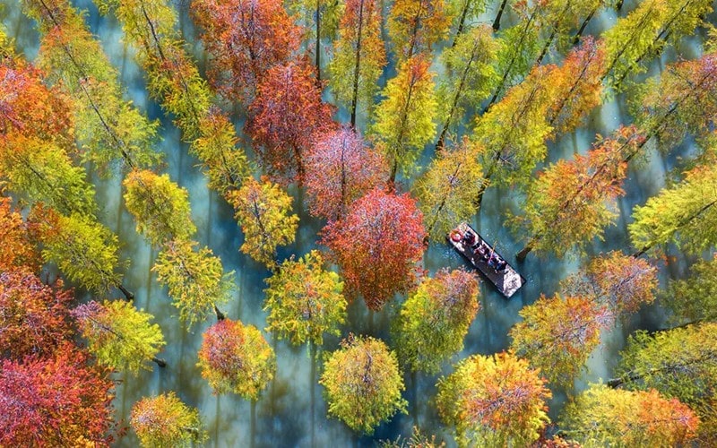 عکس هوایی از درختان پاییزی