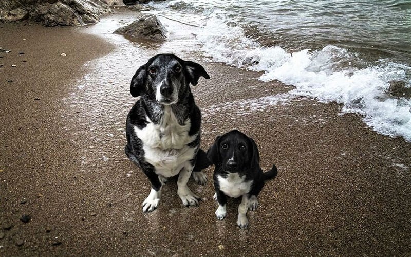 سگ و توله‌اش در کنار دریا