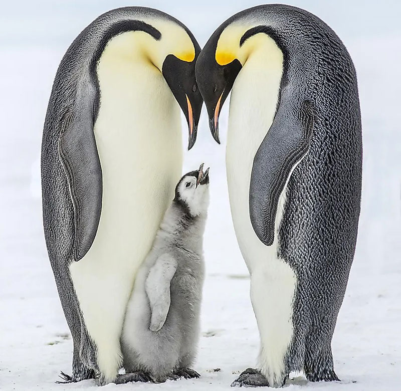 بچه پنگوئن با پدر و مادرش