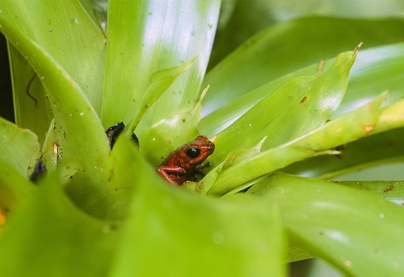 بچه قورباغه داخل گیاه سبزرنگ