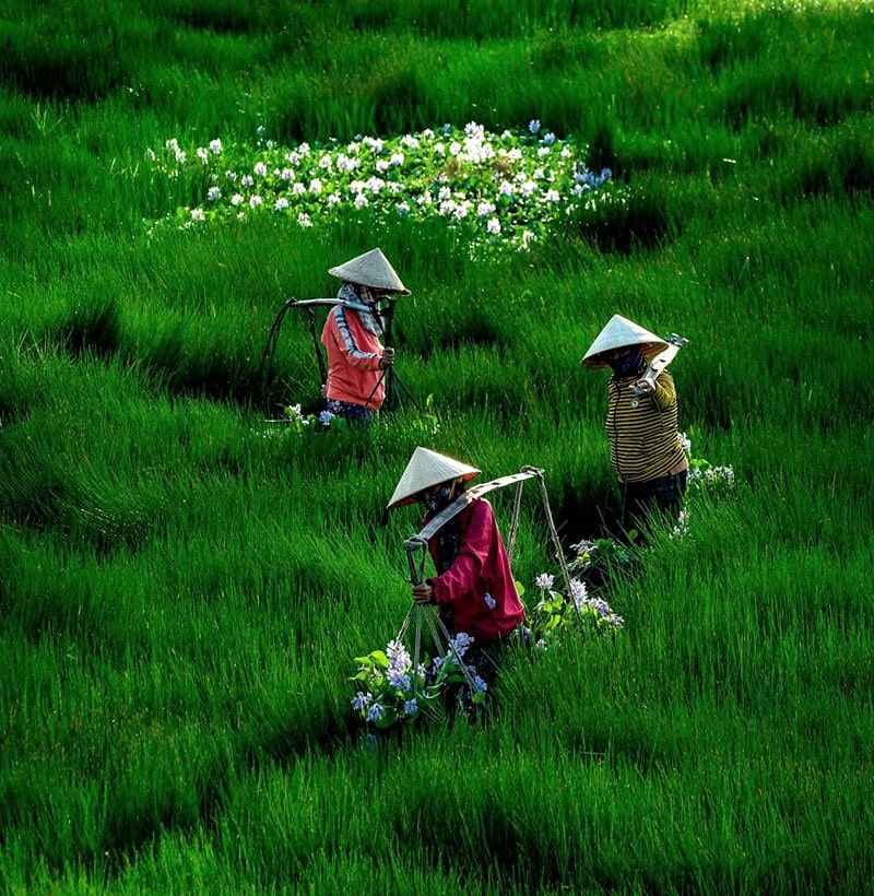 عکس هوایی از فعالیت کشاورزان ویتنامی
