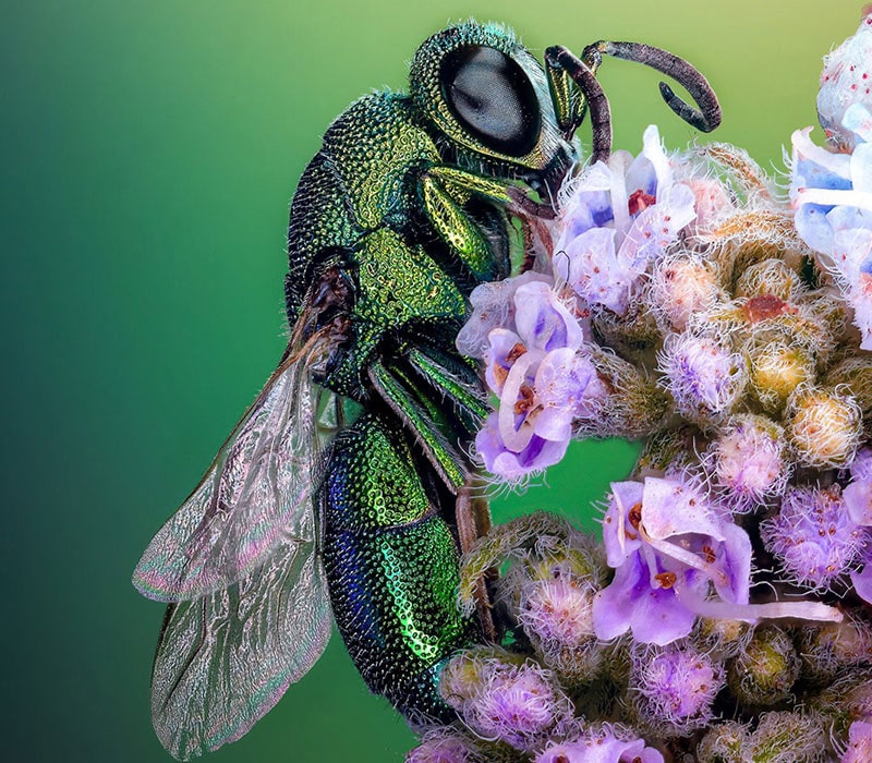 تصویر میکروسکوپی از زنبور زمردی