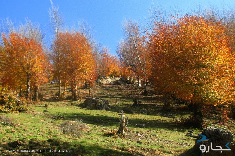 درختان با برگ‌های طلایی در پاییز ایران
