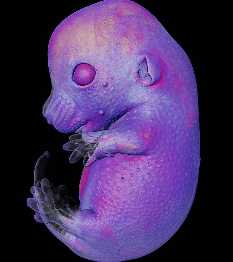 تصویر میکروسکوپی از جنین موش
