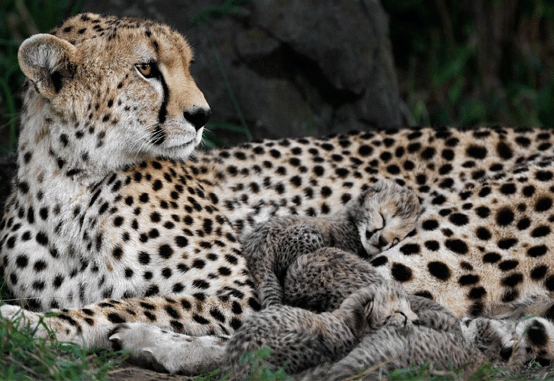 خوابیدن توله یوزپلنگ روی بدن مادرش