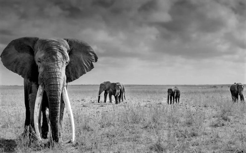 عکس سیاه و سفید از فیل ها