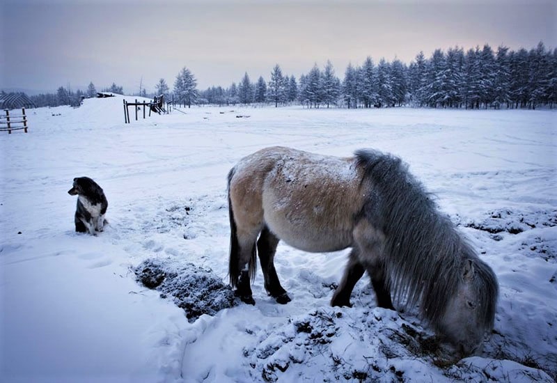 حیوانات بومی در اویمیاکن روسیه