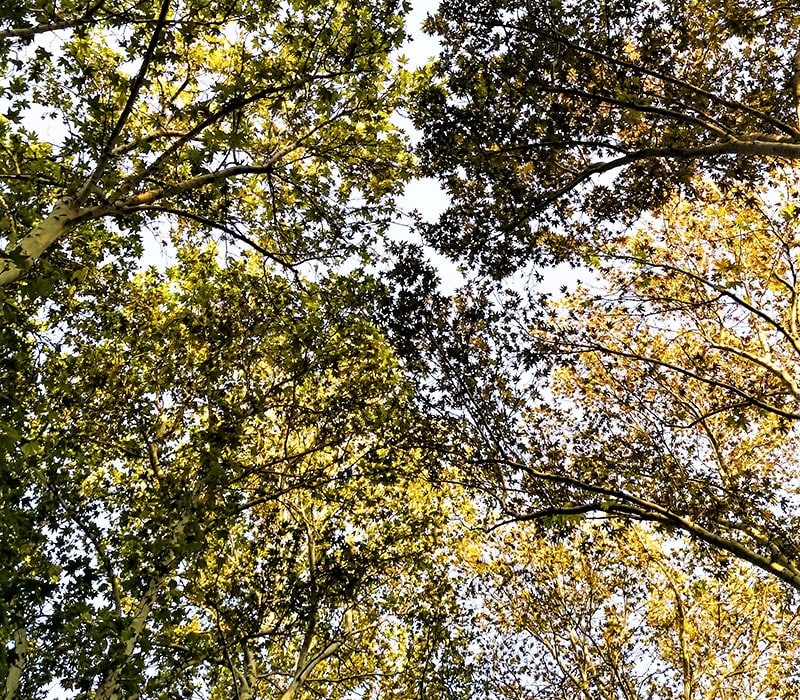تغییر رنگ درختان در پاییز تهران
