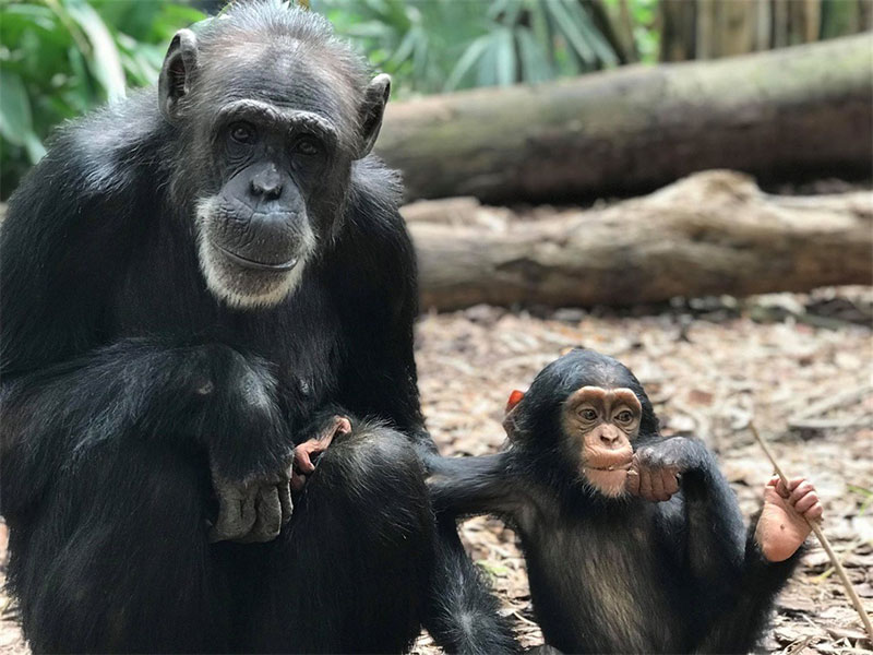 شامپانزه در کنار بچه‌اش